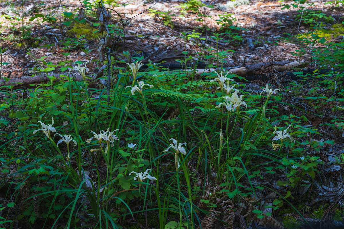 Fifteen white Fernald’s iris flowers emerge from ferns in a shady forest understory, by Orenda Randuch