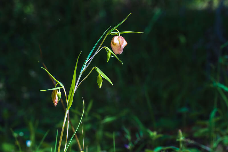 Hanging from a slender green stem, the downturned flower of a globe lily’s pink petals would indeed make a lovely lantern for fairies if it could glow at night, by Orenda Randuch