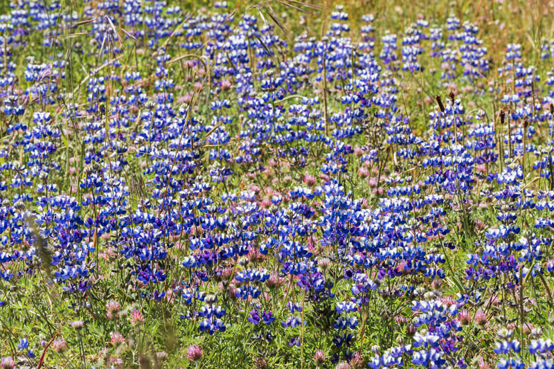 Towers of royal blue and white lupine flowers, pink and white owl clover blossoms, and grasses appear almost like a mosaic of color and texture, by Orenda Randuch
