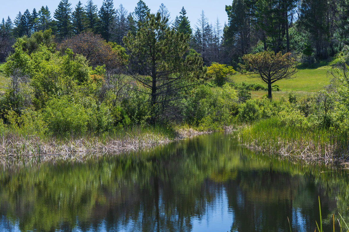 A pond edged in reedy wetland plants reflects the surrounding bright green shrubs and the dark green recovering redwood forest reaching up to a bright blue sky, by Orenda Randuch