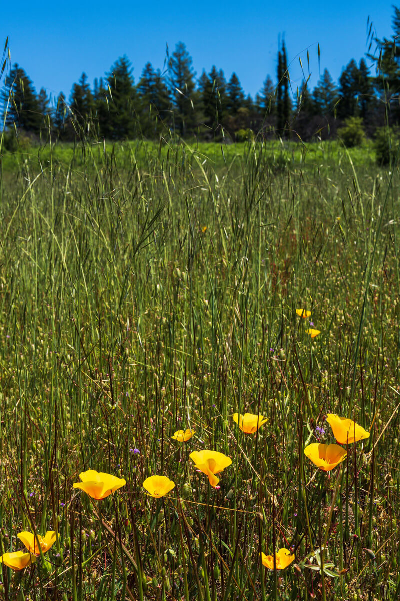 Fresh spring green stems rise to bright orange poppy blossoms below even taller grasses rising up to meet the sun in front of an out of focus layer of shrubs and the dark green forest beyond, by Orenda Randuch