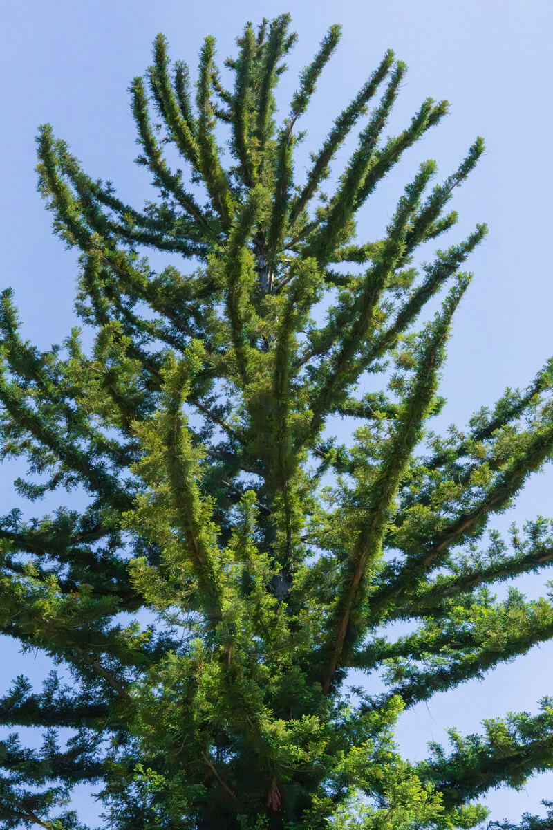 The crown of a redwood tree whose branches and trunk seem almost completely covered in fuzzy green growth as it recovers from the 2020 CZU Fire, by Orenda Randuch