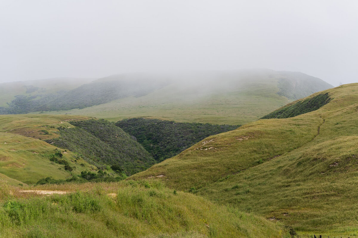 Bright green grassy hills meet in a mini canyon covered in the dark green of a shrubby plant community below a blanket of coastal fog veiling the tops of the hills, by Orenda Randuch