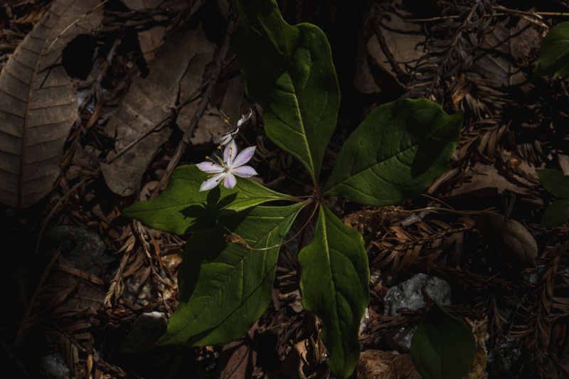 Growing from a bed of brown leaf litter on the forest floor, the six pointed petals of a pale purple Pacific starflower shines like a star for which its named as it catches the sunlight, by Orenda Randuch