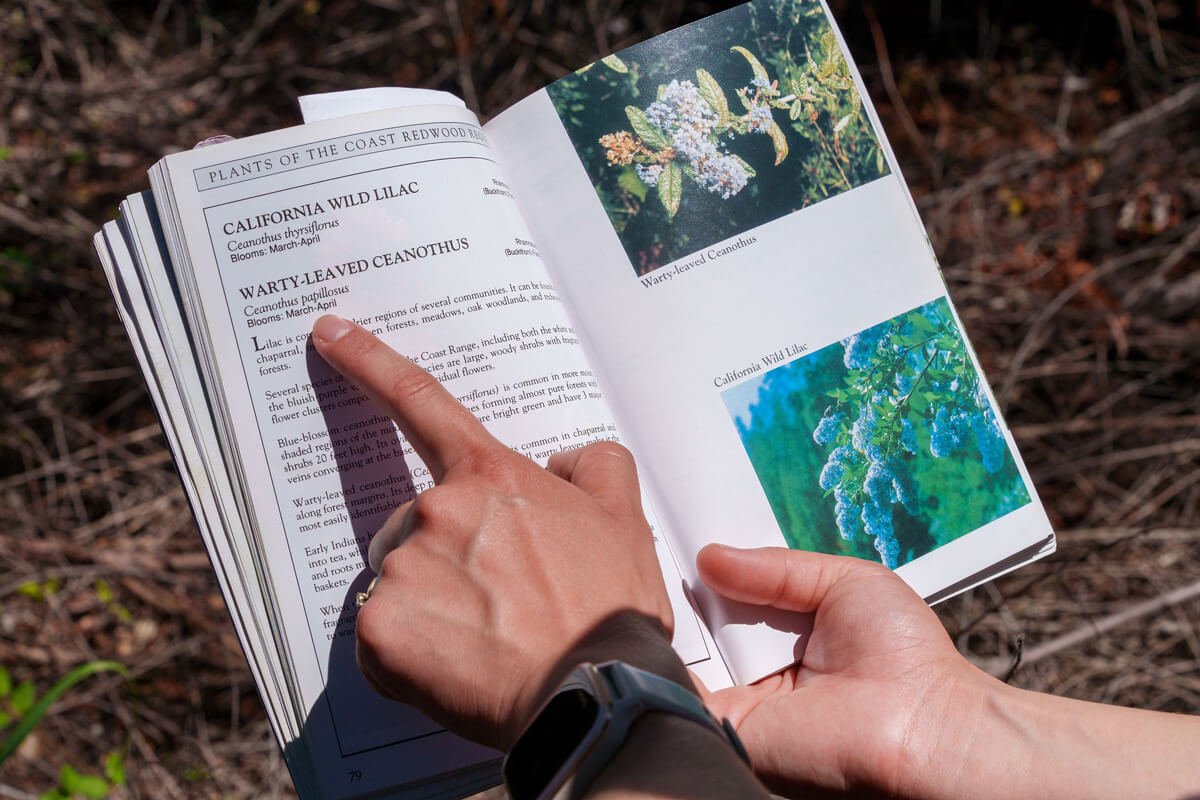 Beatrix’s hand points to the “Warty-leaved Ceanothus” entry in The Plants of the Coast Redwoods book which helps to identify the three types of ceanothus growing nearby, by Orenda Randuch