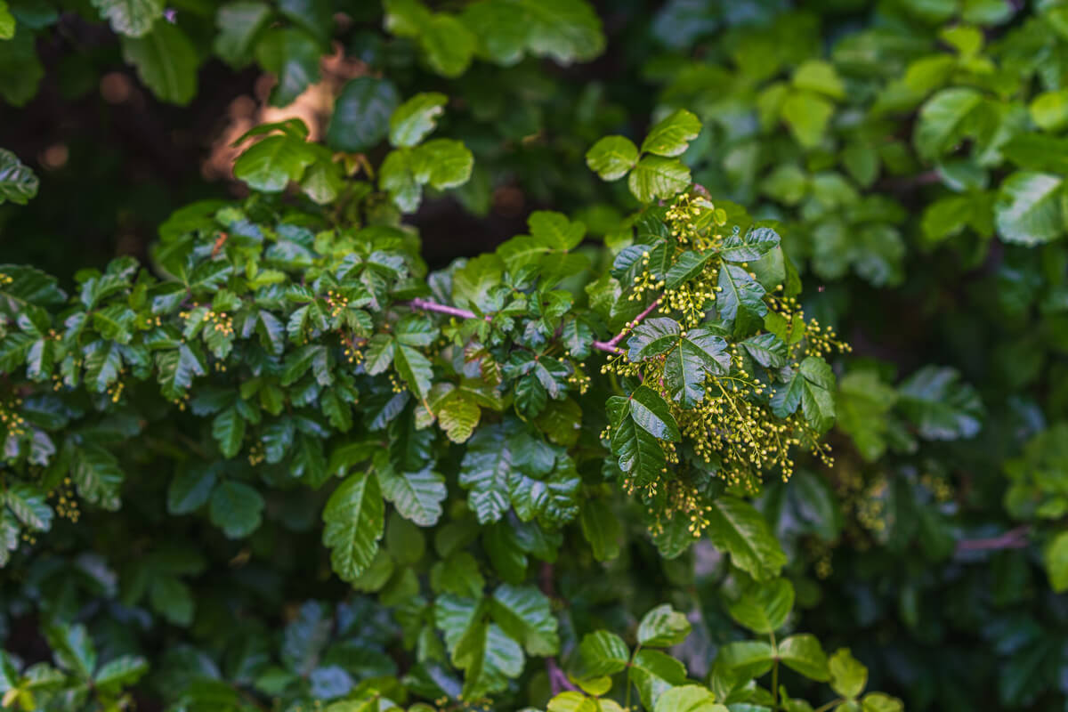 A poison oak branch laden with shiny green leaves in threes holds out bunches of tiny ivory colored buds, by Orenda Randuch