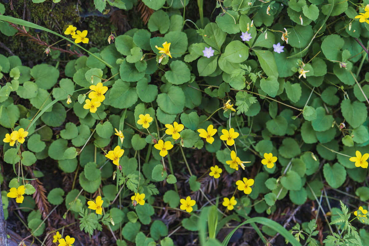 Bright yellow redwood violet flowers each with four petals stand above the mix of green leaves covering the shady forest floor, by Orenda Randuch
