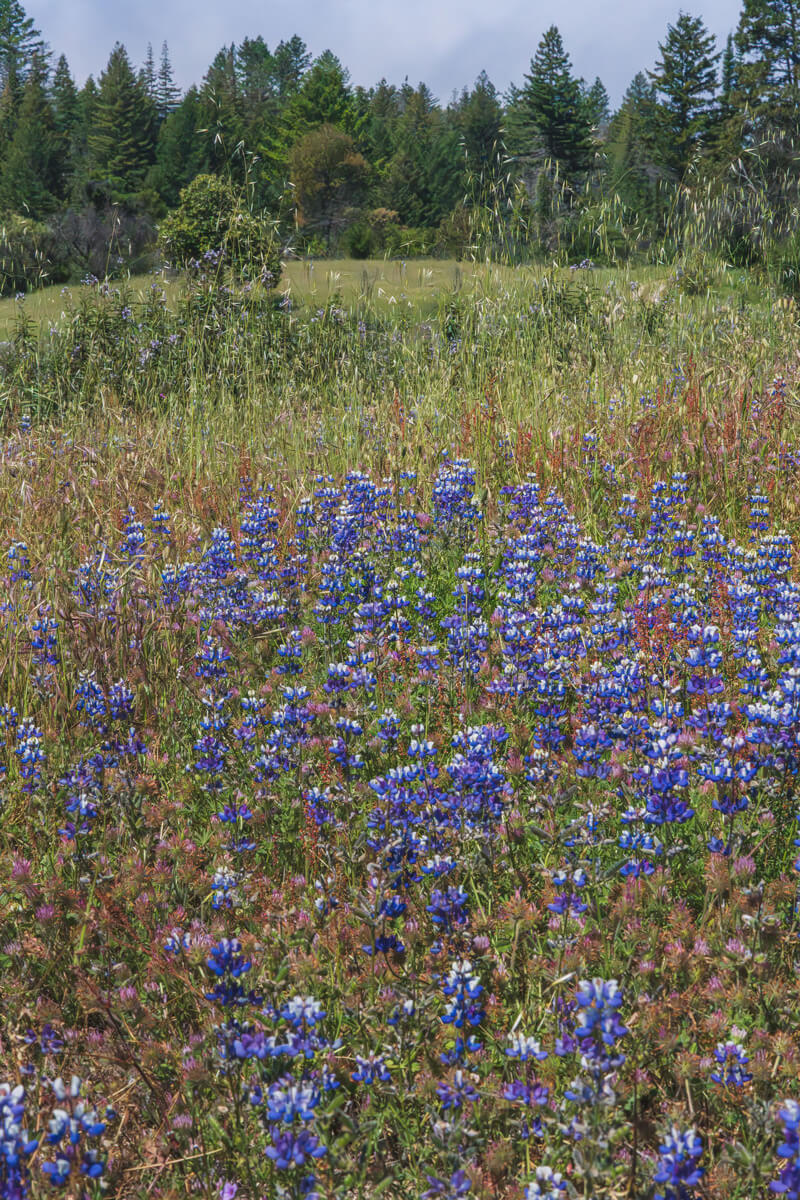Bluish purple lupine blooms accented with bright white rise from textured green grasses dotted with pink owl clover blooms and stretch across a meadow edged by a mixed evergreen forest standing against a clear, bright blue sky, by Orenda Randuch