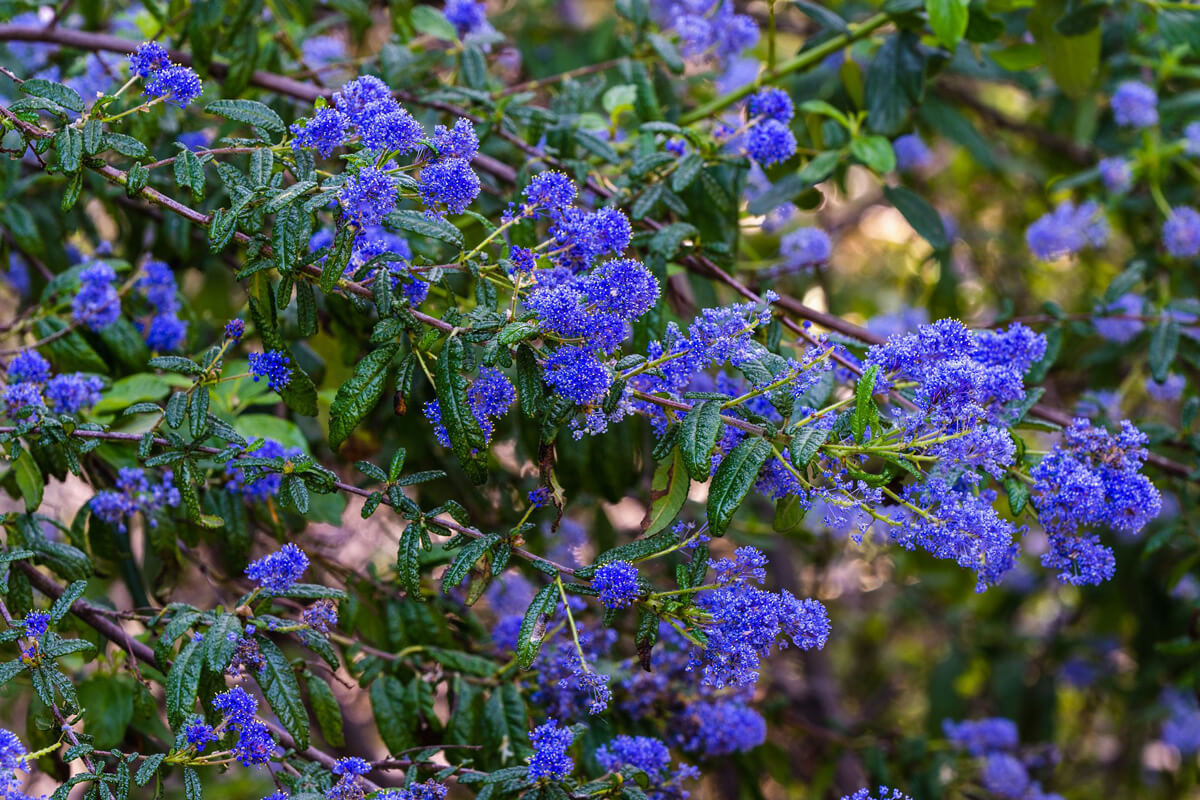 Warty-leaved ceanothus (Ceanothus papillosus) can be identified by its dark blue flowers and bumps on its leaves, by Orenda Randuch