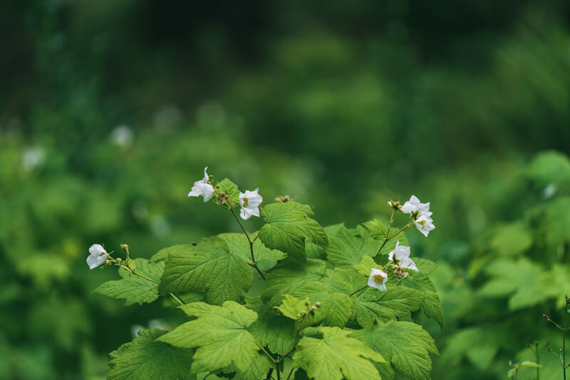 Six big but delicate bright white western thimbleberry blossoms surrounding yellow pollen above large green leaves in front of an out of focus background of green and white shapes of the thicket, by Orenda Randuch