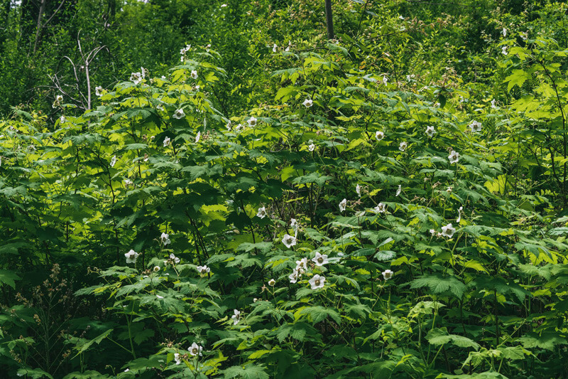 A thicket of western thimbleberry on the edge of the forest fills the frame with its large green leaves and big white blooms, by Orenda Randuch