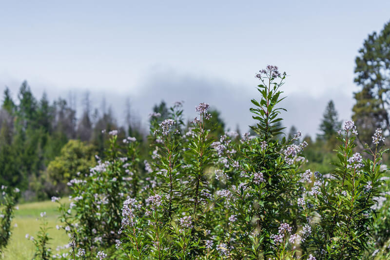 Bushy yerba santa with delicate purple flowers so pale they are nearly white thrive in the post-fire meadow beyond which the skeletal remains of dead trees still standing in the forest are a stark reminder below a slightly gray sky and a distant layer of fog, by Orenda Randuch