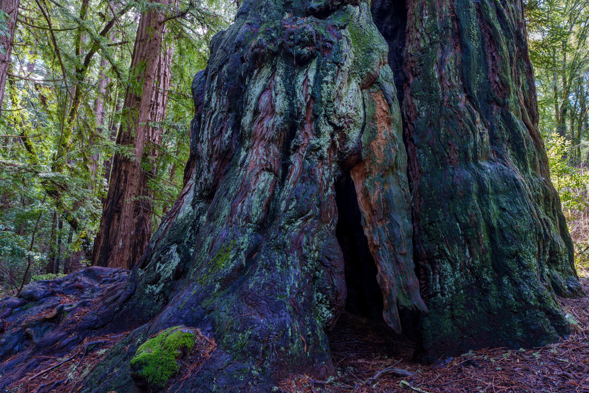 A particularly burly living old-growth redwood trunk with a basal hollow carved out by fire can provide shelter to many species, photo by Orenda Randuch