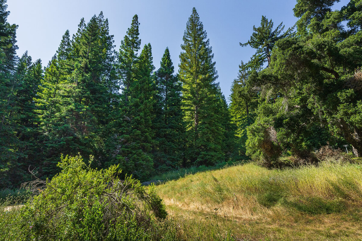 A bright green shrub rises from the lower left near an intersection of trails and seemingly habitats, with deep green redwood forest behind and a lush, green native oak bordering the meadow on the right, at Castle Rock Hollow, by Orenda Randuch
