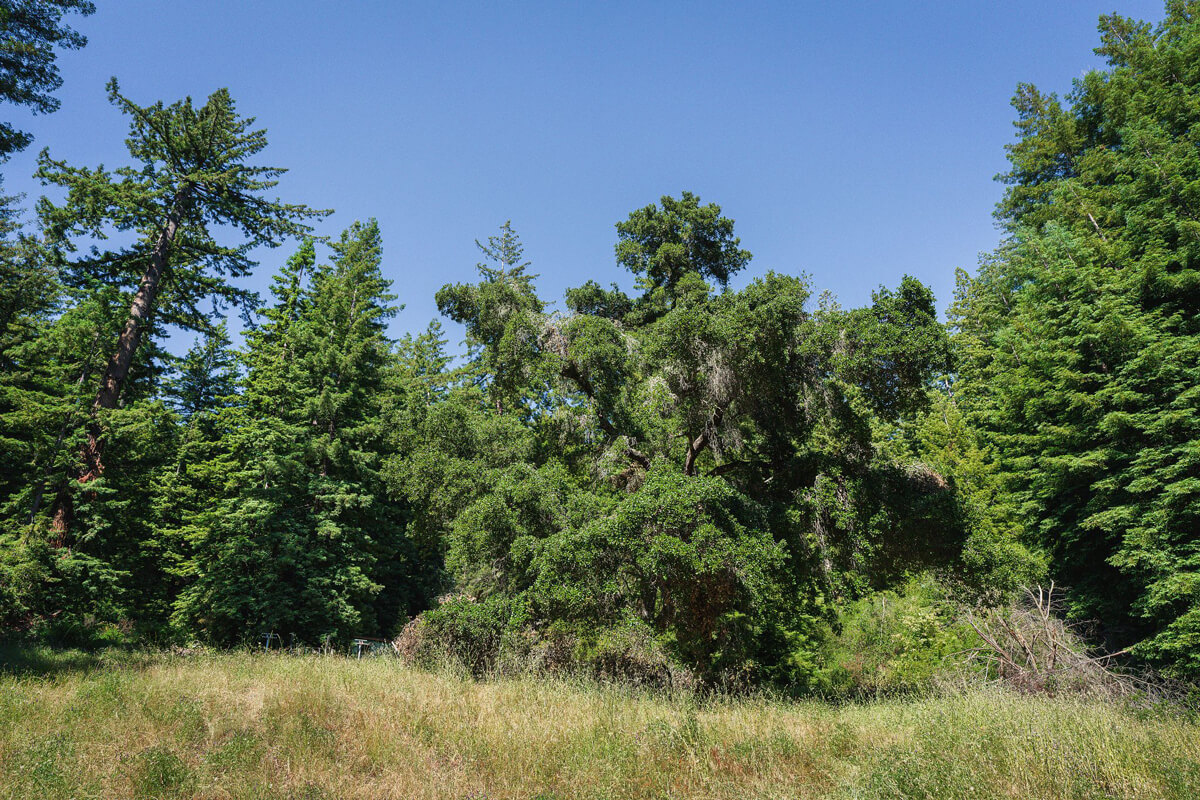 At edge of a meadow filled with a patchwork of green and golden grasses, some of the healthy green tree species that make up the forest’s diversity are on display including redwood, Douglas fir, and a complex native oak at Castle Rock Hollow, by Orenda Randuch