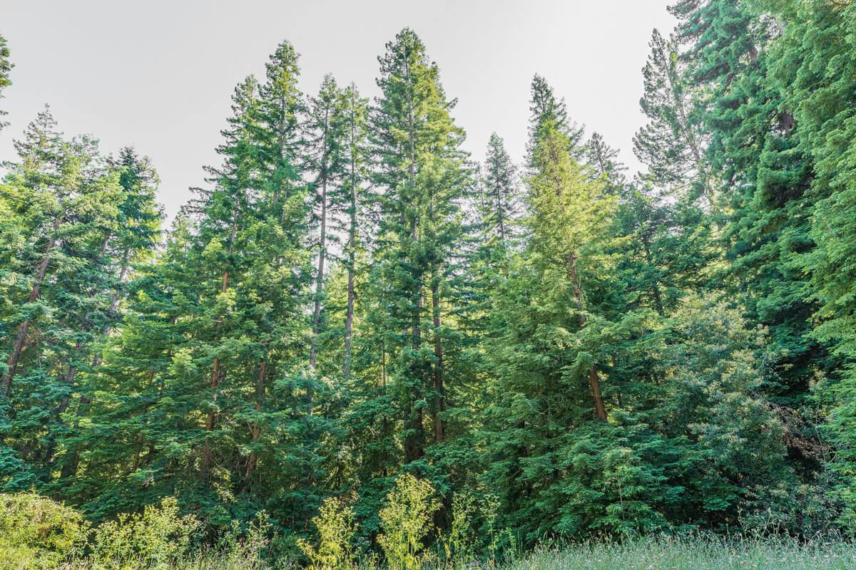 Lush green redwood trees tower over the edge of a meadow whose wildflowers stretch just into view at the bottom of the frame at Castle Rock Hollow, by Orenda Randuch