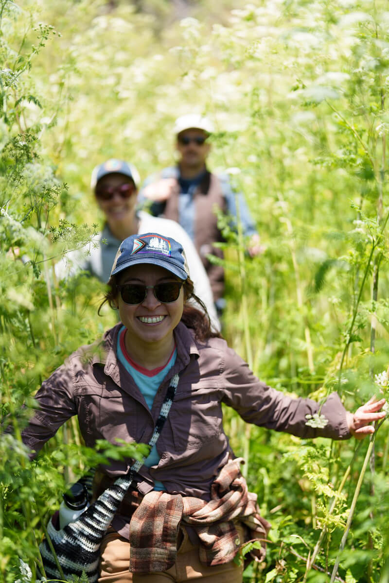 Natural Resource Manager Beatrix Jiménez-Helsley, wearing a Sempervirens Fund hat with an embroidered progress pride flag on it, holds towering bright green foliage with a few white flowers out to the sides on a Board of Directors tour of unprotected land followed by her slightly out of focus colleagues Field Operations Manager Melisa Cambron Perez and Senior Land Stewardship Manager Ian Rowbotham, by Orenda Randuch
