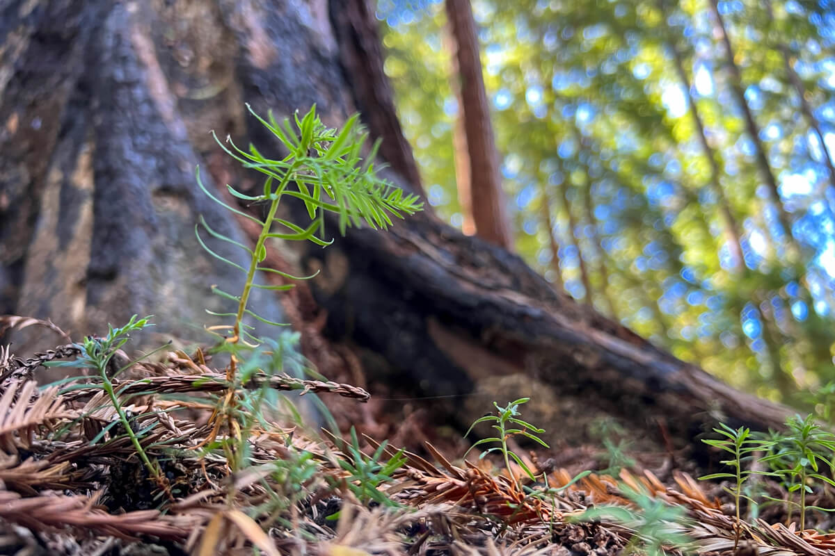Tiny bright green redwoods sprout from the forest floor in front of the roots of a mature redwood tree's roots mottled with scorched black marks from a fire with out of focus sunlit forest and peeks of blue sky beyond, by Amanda Krauss