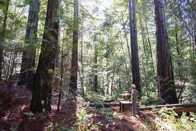 Redwood and mixed fir seedlings were planted across burned areas of San Vicente Redwoods. Photo: Matt Dolkas/POST. 