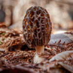 A white stem rises from a thick layer of burned brown leaves up to the unique brown webbing and tiny caves of a morel mushroom cap, by Ian Bornarth
