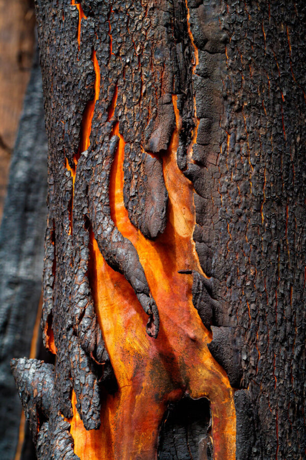 Crispy, black, rough textured bark cracks and peels to reveal smooth tissue in shades or orange and red underneath that resemble the flames that revealed them, by Ian Bornarth