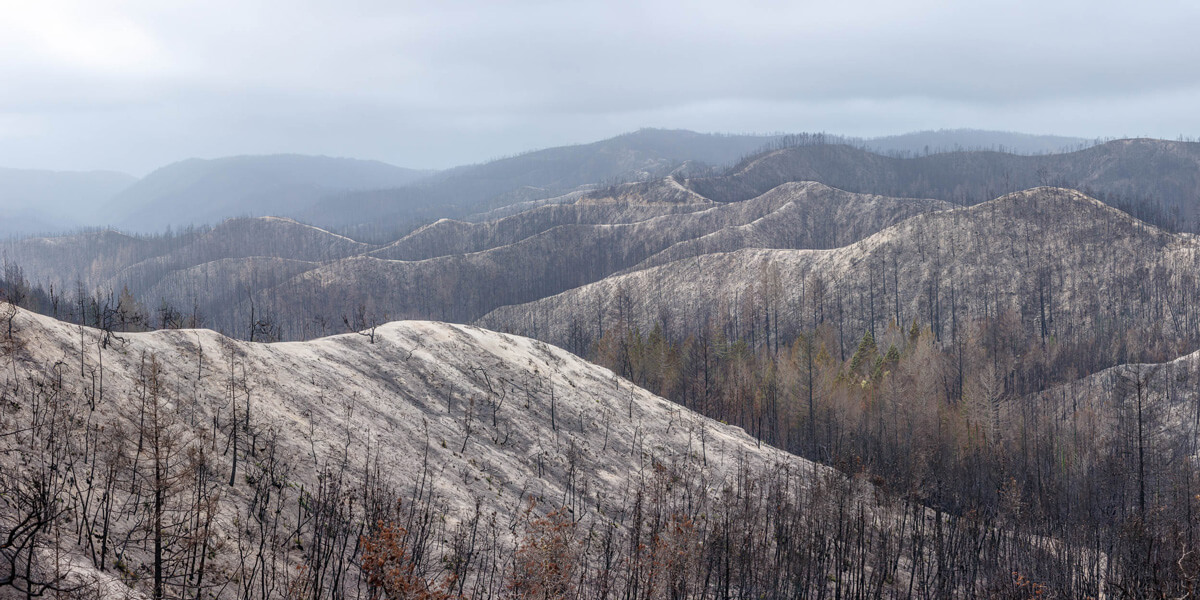13. Almost looking like a snow-covered mountain vista, bare blackened stems and trunks rise up from mountain ridges white with ash stretch out of sight with just a small grouping of trees in the center right whose upper canopies managed to survive the fire, by Ian Bornarth