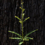 A new green redwood stem emerges from the charcoal like bark of a burned mature redwood tree, by Ian Bornarth
