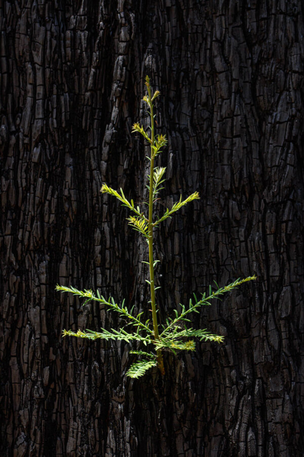A new green redwood stem emerges from the charcoal like bark of a burned mature redwood tree, by Ian Bornarth