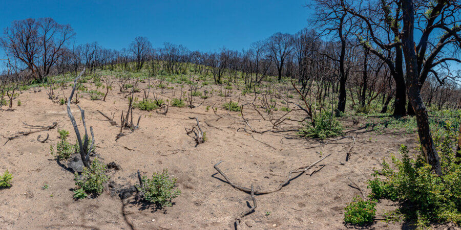 Wildlife tracks pressed into bare, tan soil wind around charred, leafless stems and trunks, most of which burst with new green growth at their bases, beneath clear blue sky, by Ian Bornarth