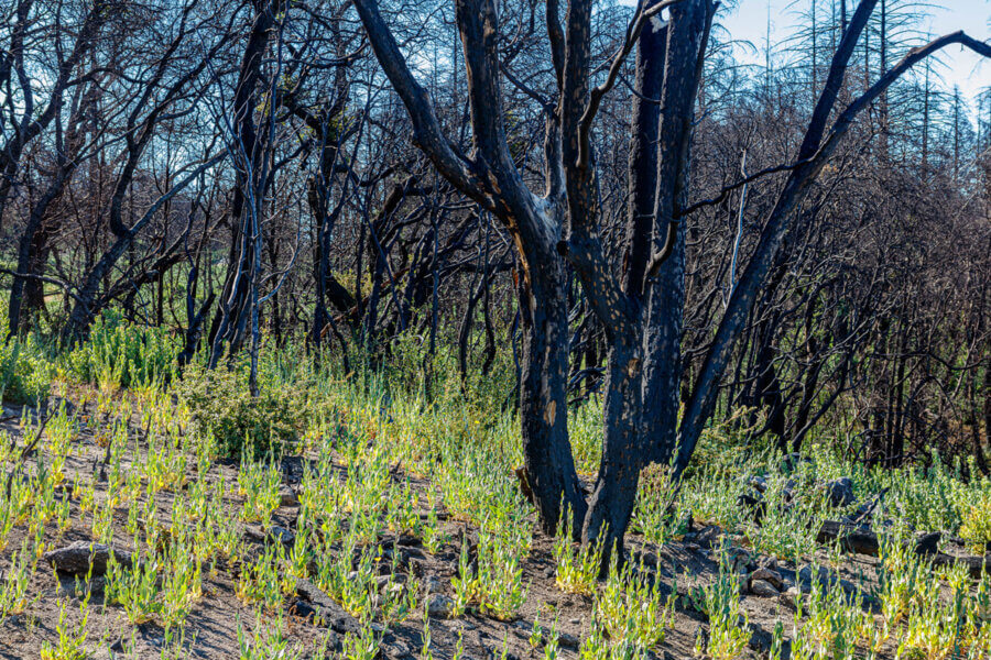 Shocks of bright green plant growth several inches high stand in stark contrast with the burned gray soil and bare blackened stems and trunks, by Ian Bornarth