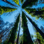 Looking up at the clear bright blue sky from a circle of burnt redwood trees whose trunks are nearly covered with thick new fuzzy green leaves, by Ian Bornarth