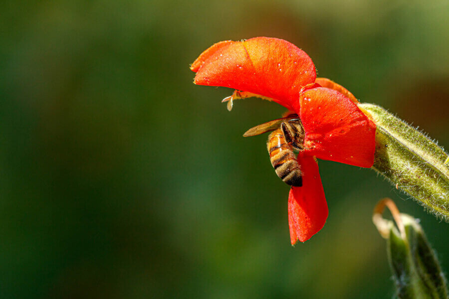 The profile of the back half of a pollen covered bee hangs out of a bright reddish orange wildflower as it gathers more pollen, by Ian Bornarth