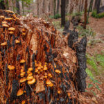 The orange and yellow caps of mushrooms pop from the crevices of exposed inner wood tipped with small sections of bark burned black still clinging to a stump, by Ian Bornarth