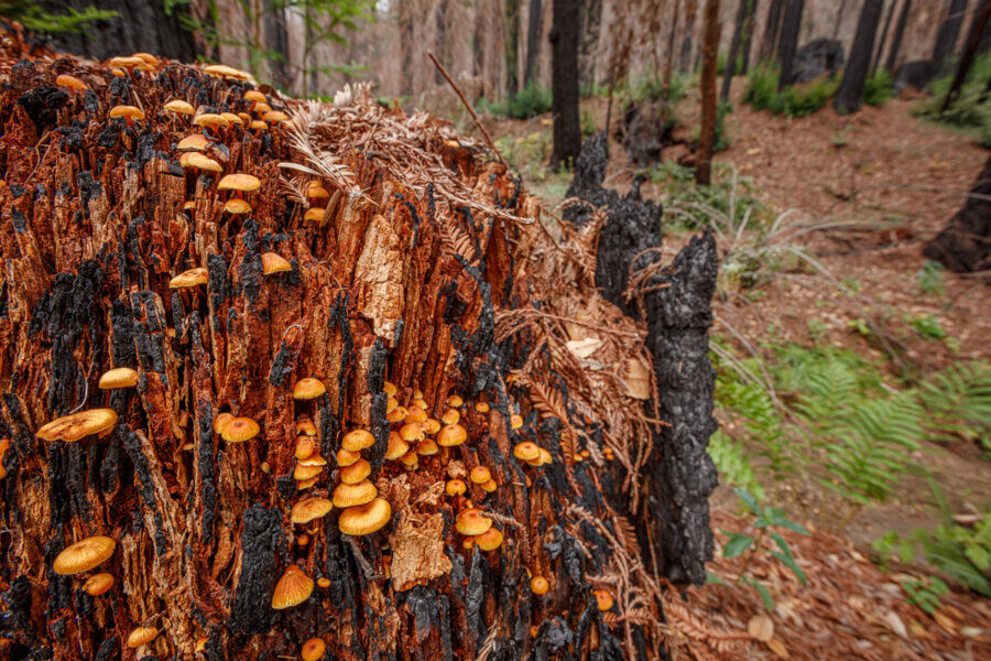 The orange and yellow caps of mushrooms pop from the crevices of exposed inner wood tipped with small sections of bark burned black still clinging to a stump, by Ian Bornarth