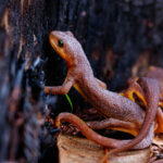Two orange, bumpy newts with yellow undersides in leaf litter next to a trunk charred black, by Ian Bornarth