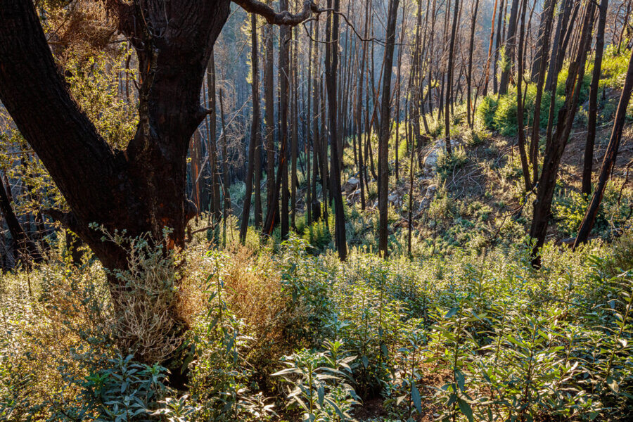 Lush green plant growth stands about a foot high in the sunlight pouring through the empty canopy of burned black trees, by Ian Bornarth