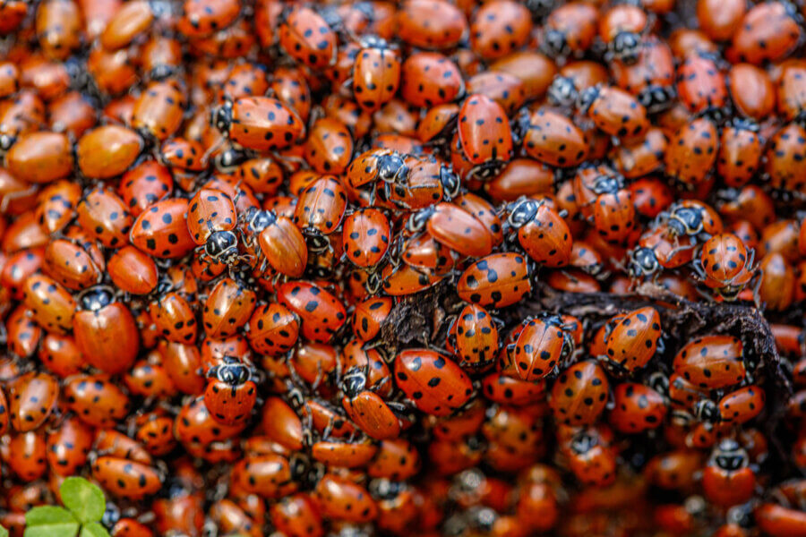 Shiney red and orange ladybugs with and without black spots cover charred wood barely visible beneath them, by Ian Bornarth