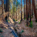 A tiny stream cuts a thin, deep bed through a forest barely touched by fire on the right and blackened redwoods on the left showing small patches of regrowth on their trunks, by Ian Bornarth