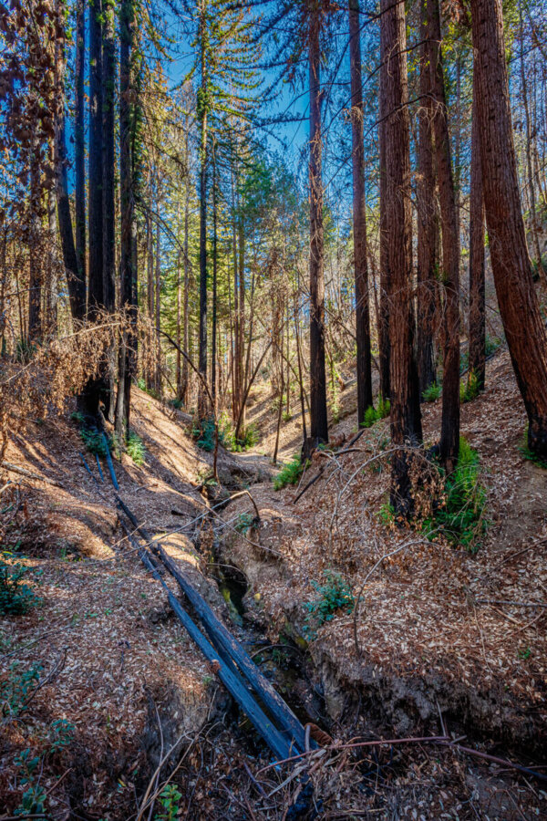 A tiny stream cuts a thin, deep bed through a forest barely touched by fire on the right and blackened redwoods on the left showing small patches of regrowth on their trunks, by Ian Bornarth