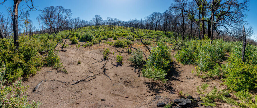 Bushy green plants burst from bare soil taking advantage of unfiltered sunlight on a slope among dead standing trees with just one tree on the right showing signs of regrowing some green canopy, by Ian Bornarth