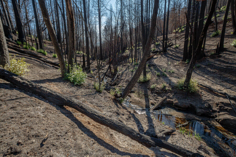 Sparse bright green foliage sprouts from otherwise bare, burned tree trunks and a small creek runs across the bare forest floor, by Ian Bornarth