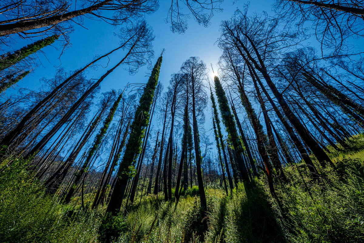 Canopy-less, charred trees that rise from a slope covered in new green plants are silhouetted against a clear blue sky with a white sun that illuminates the edges of fuzzy green regrowth on redwoods interspersed with dead standing trees, by Ian Bornarth