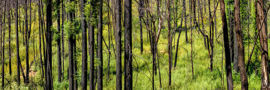 Thin burned trees appear like vertical black lines against a bright green backdrop of new growth on the forest floor and surviving redwood trunks, by Ian Bornarth