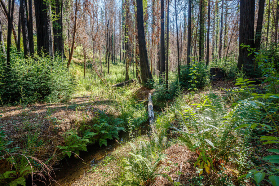 An area of forest near a small stream lush with green regrowth of ferns and redwoods and mostly dead standing black and rust colored trees beyond, by Ian Bornarth