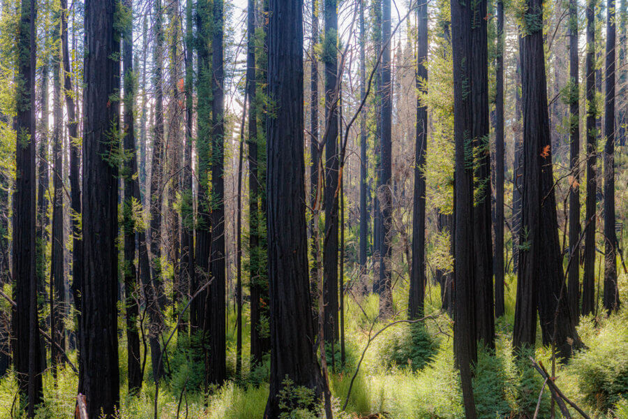 A backlight young redwood forest of black trunks in a sea of green from plants and tree sprouts below and new leaf covered branches above, by Ian Bornarth
