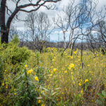 Yellow bush poppies several feet high cover the ground beneath burned, bare standing trees, by Ian Bornarth