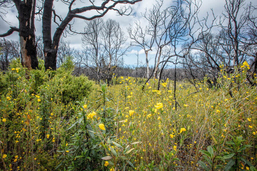 Yellow bush poppies several feet high cover the ground beneath burned, bare standing trees, by Ian Bornarth
