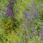Wildflowers in bursts of purple, orange, and yellow cover a lush green slope, by Ian Bornarth