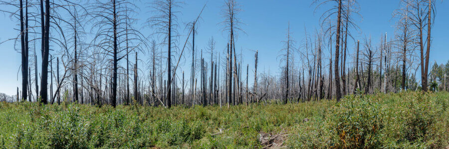 A panorama of a thick layer of green plants rising to the matchstick remnants of dead trees against a clear blue sky, by Ian Bornarth