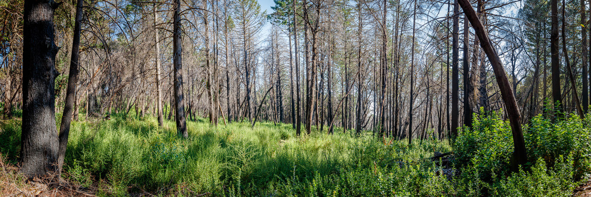 A panorama of blackened trees with sparse surviving upper canopies rising from a bushy green forest floor, by Ian Bornarth